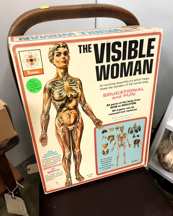 muscle - The Visible Woman An exciting assembly kit which helps reveal the wonders of the human body Educational and Fun All parts of the body from Skin to Skeleton All organs can be removed and replaced. e kery Miracle