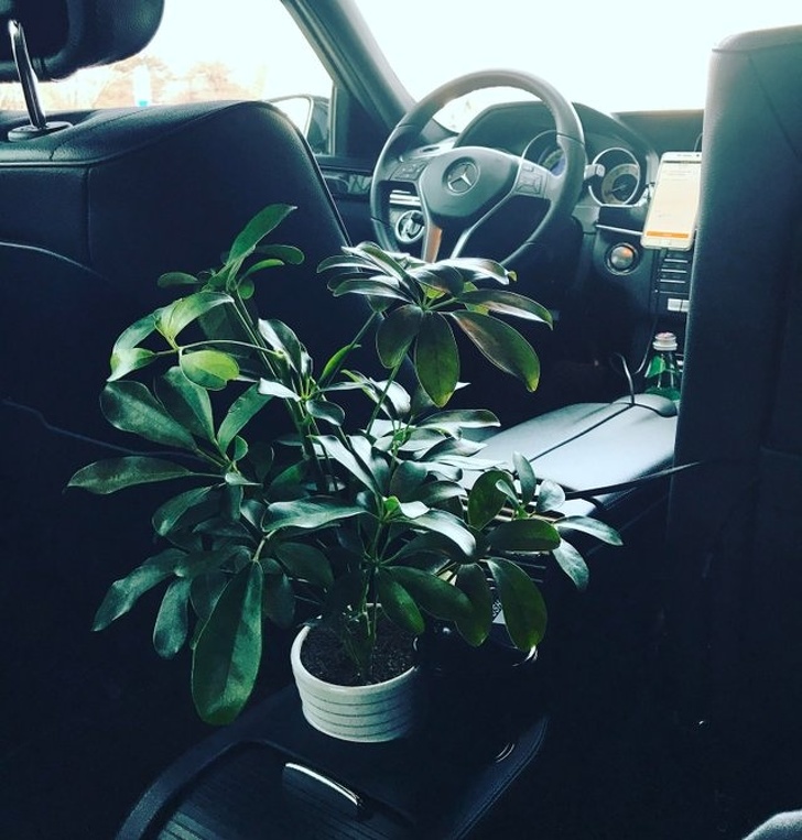 A plant in a taxi that improves air quality (China)
