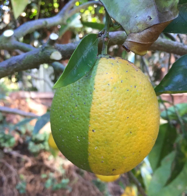 A lime-lemon cross breed