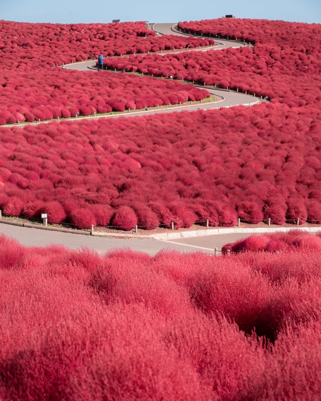 The Hitachi Seaside Park in Ibaraki, Japan