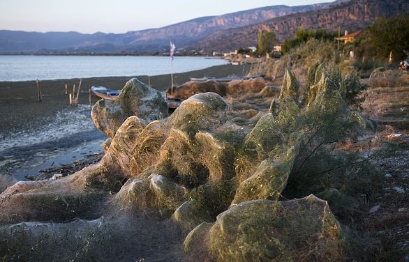 Gigantic spiderwebs that appeared in Aitoliko, Greece in September of 2018