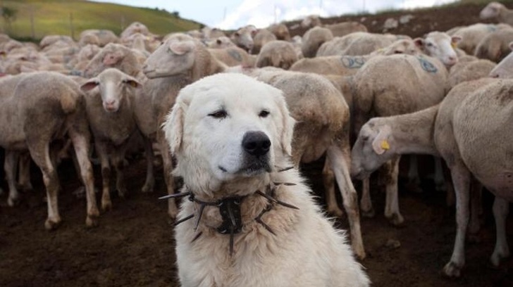 This dog is wearing a collar to defend himself from wolves.