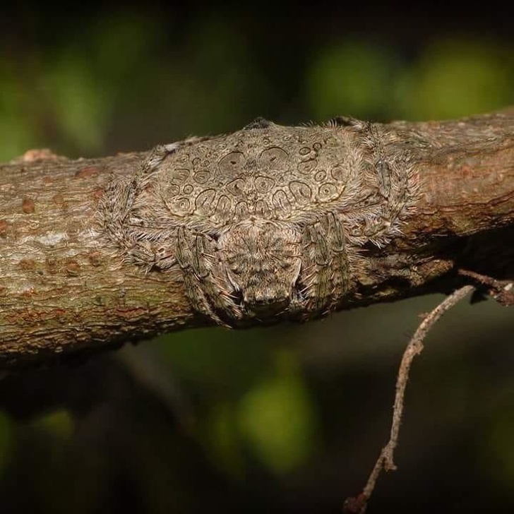 Wrap-Around spider, named for its ability to flatten and wrap its body around tree limbs