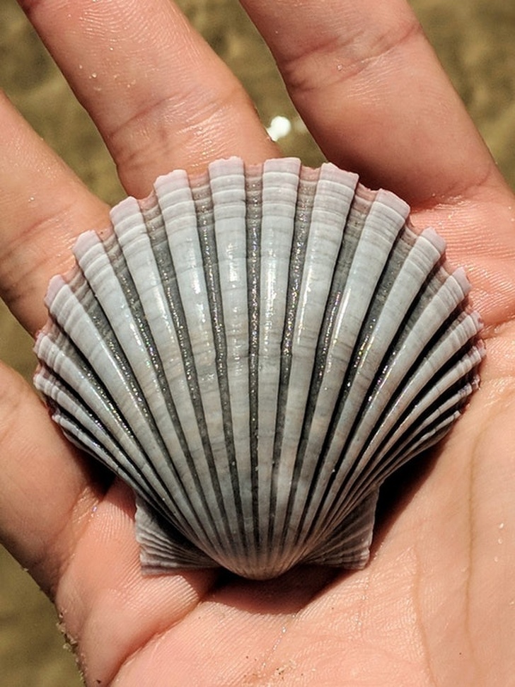 “I picked up a seashell today with beautiful converging lines.”