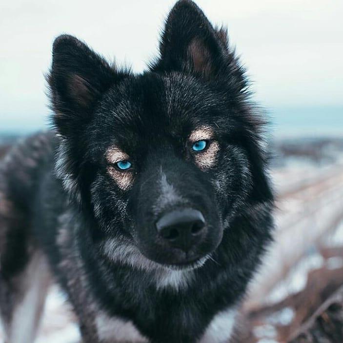 black german shepherd with blue eyes