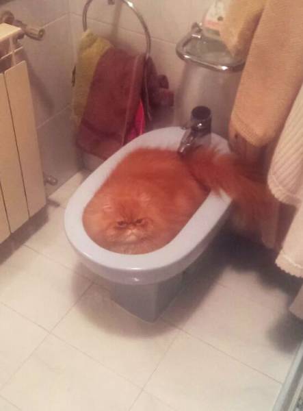 cat sitting in a urinal
