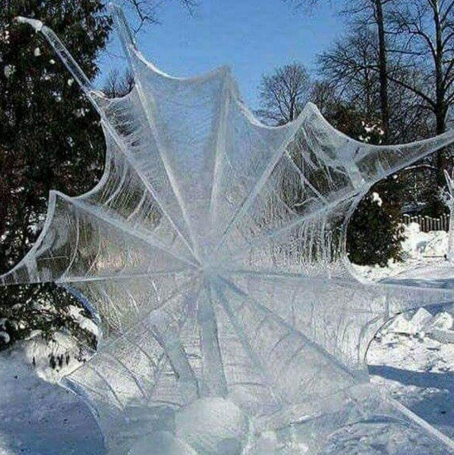 coolest spider webs