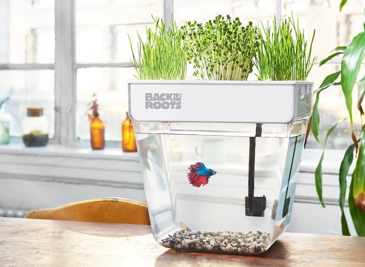Self-cleaning fish tank with micro greens