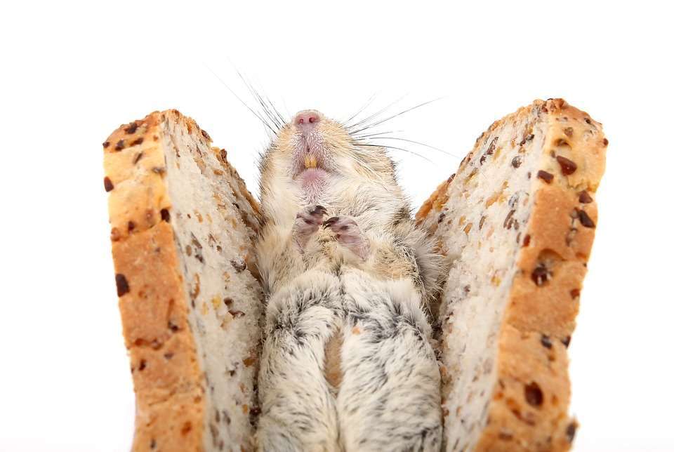 A rat that had half eaten through a loaf of bread before it had been put through a bread cutting machine. Each slice of bread, you could see a segment of the rat.