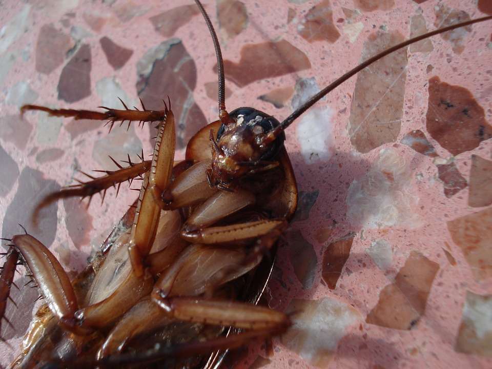 I saw pies that hadn’t yet had their lids put on, so they were open to a cockroach-infested kitchen. We were getting complaints about half-eaten cockroaches in pies…