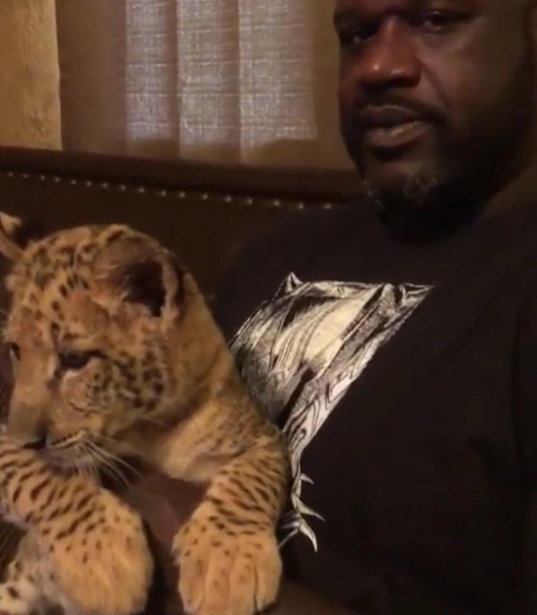shaquille o neal holding pet