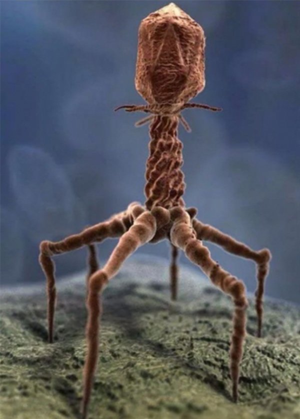 This is a virus under an electron microscope