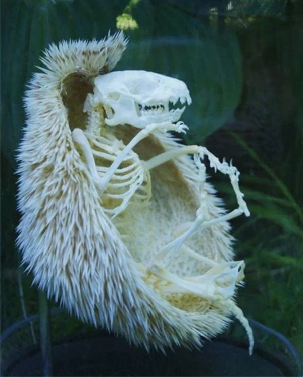 A hedgehog’s skeleton