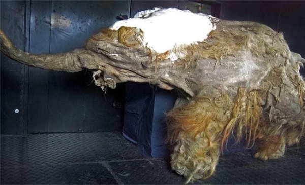 Yuka. Best preserved mammoth ever found