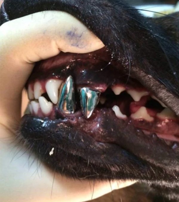 Dog dental implant