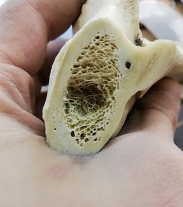 The inside of a bone