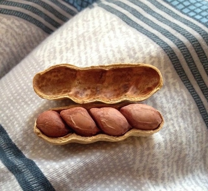 Have you ever seen a quadruple pod of peanuts?