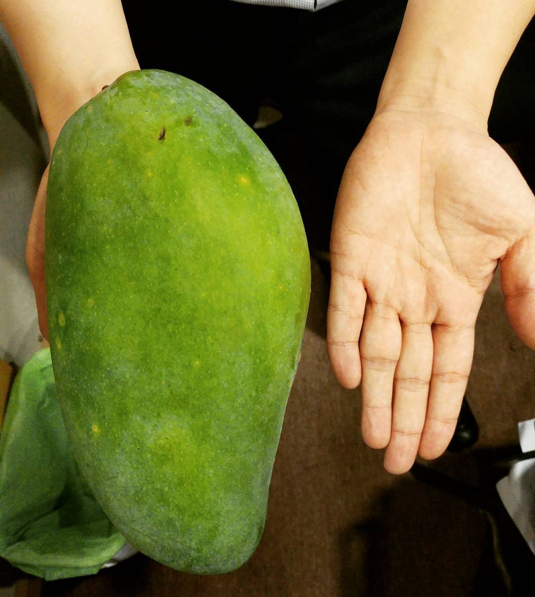 This mango is twice the size of the person’s palm.