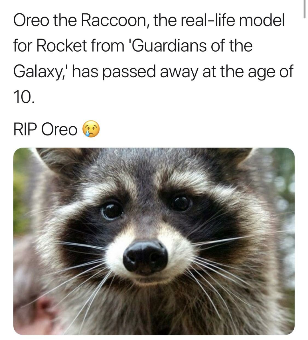 rip oreo - Oreo the Raccoon, the reallife model for Rocket from 'Guardians of the Galaxy,' has passed away at the age of 10. Rip Oreo