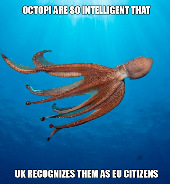 Octopi Are So Intelligent That Uk Recognizes Them As Eu Citizens