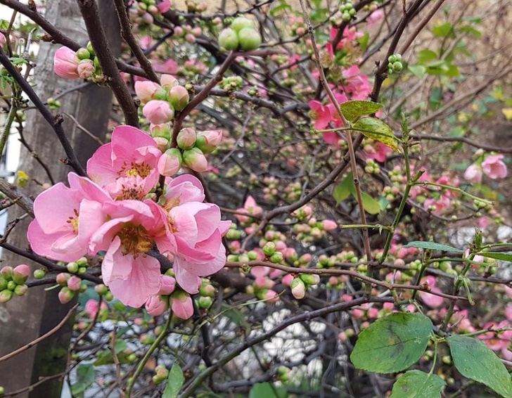 Trees blooming in December in London