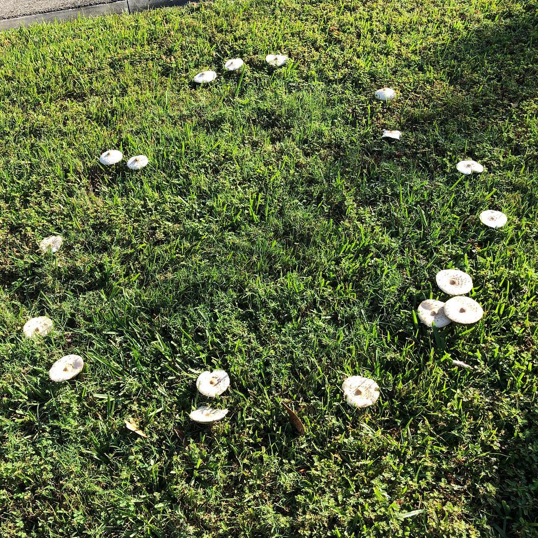 A fairy ring.