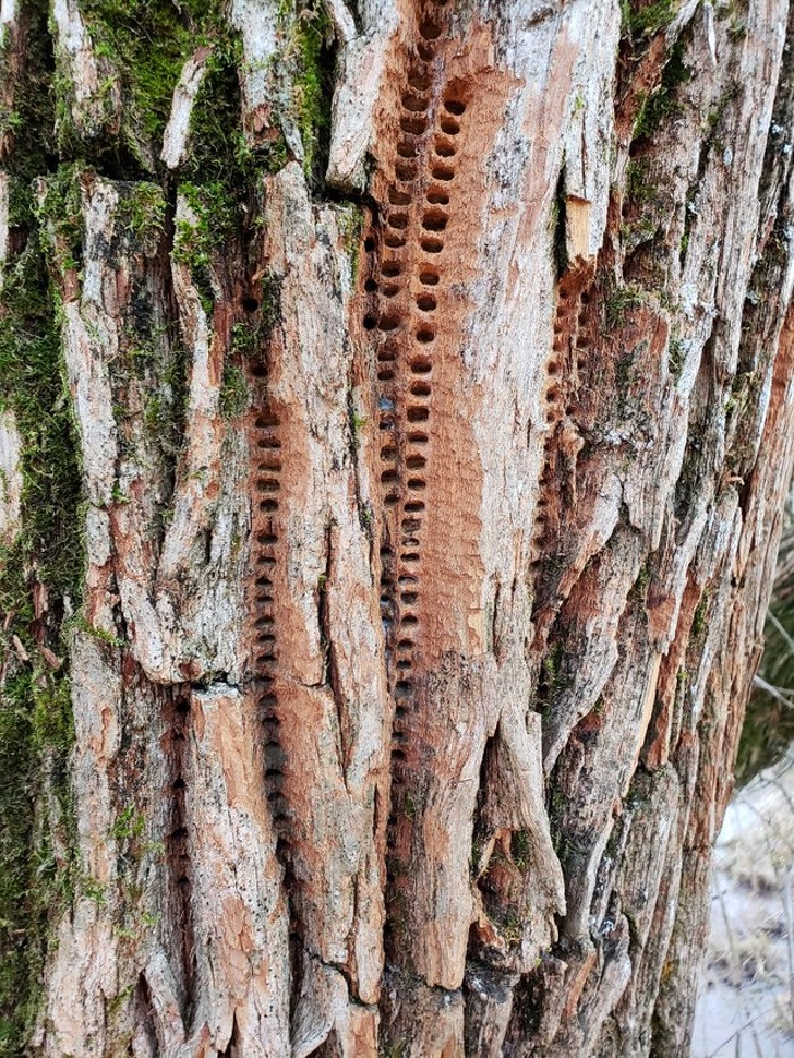 Weird signs on trees