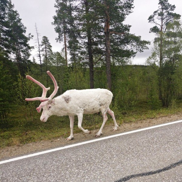 Albino Reindeer.