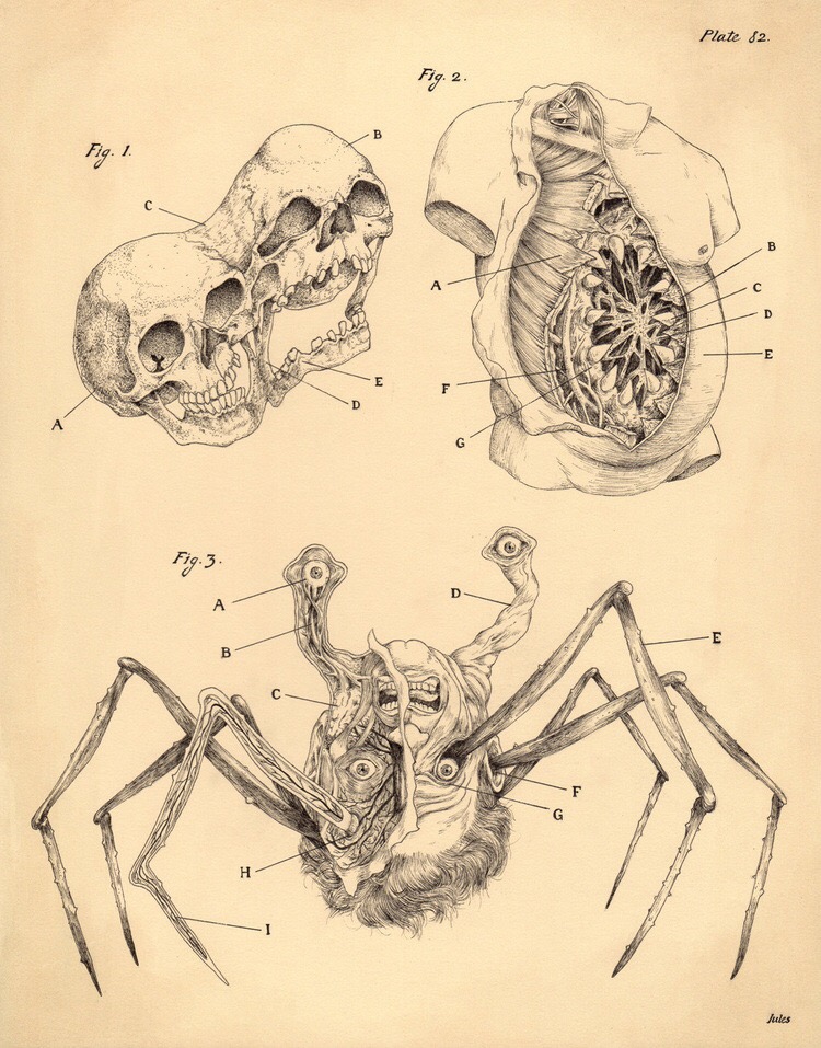anatomy sketches - Plate 82. Fig. 2 Fio. Jules