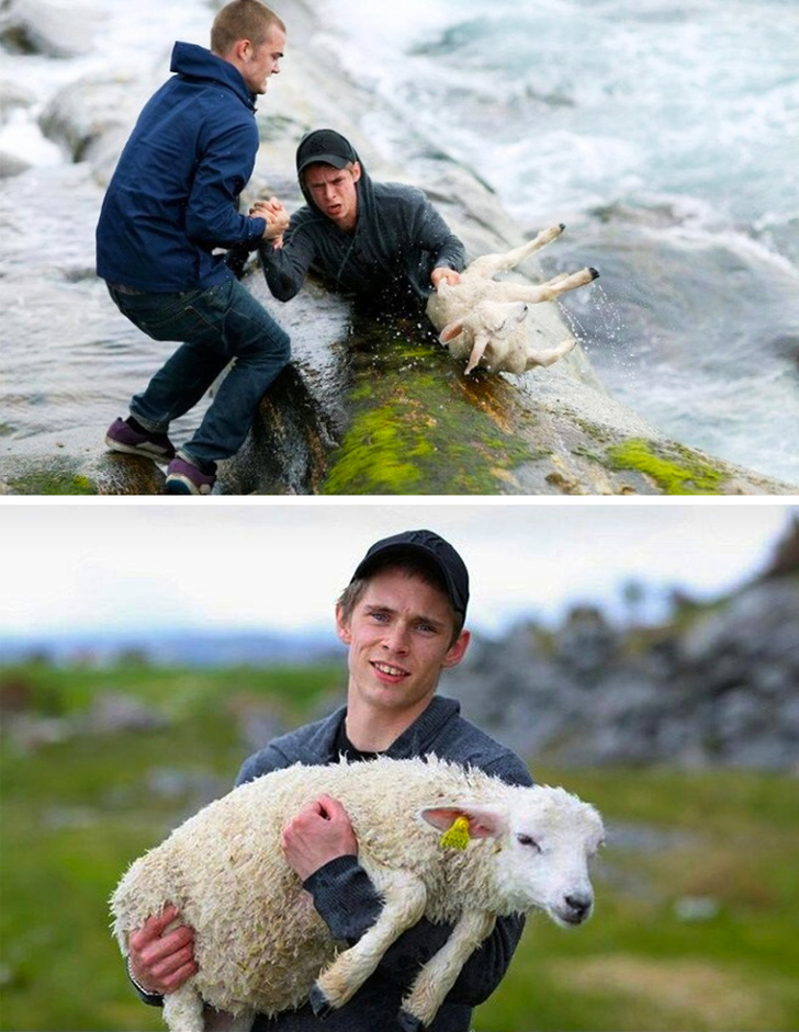 rescuing a lamb