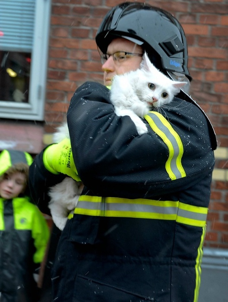 fireman saving cats