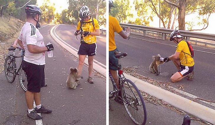 koala asking for water