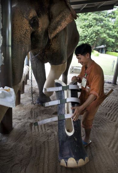 The only elephant hospital