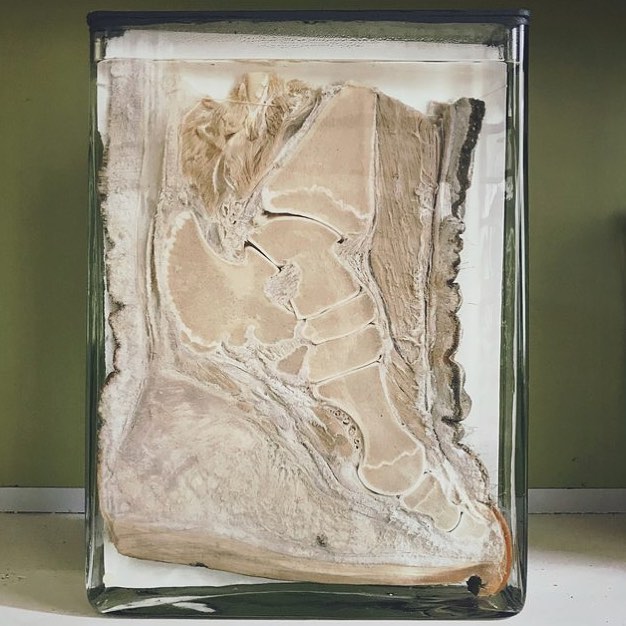 elephant foot cross section