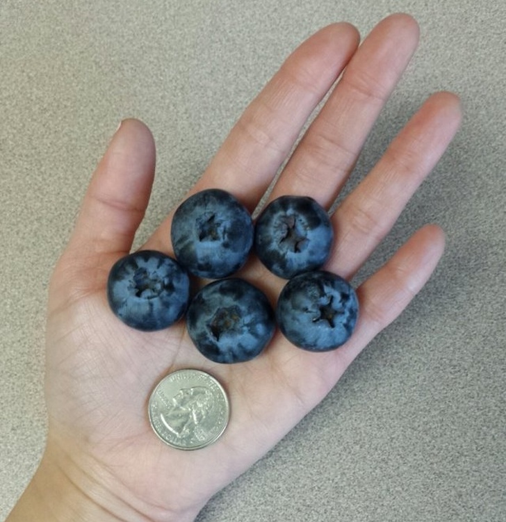 These blueberries are huge.