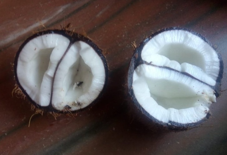 Want a double coconut?