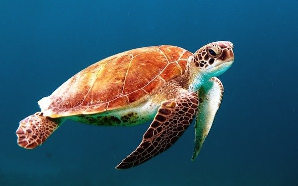 Sea turtles use Earth’s magnetic fields to navigate.