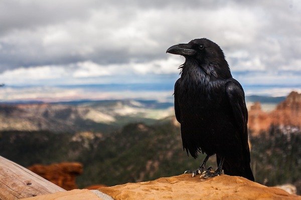 Crows have been known to recognize human faces.