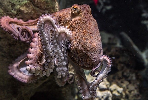 Some octopuses eat their own arms when bored.