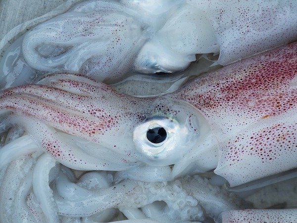 Squids have three hearts–much like an octopus.