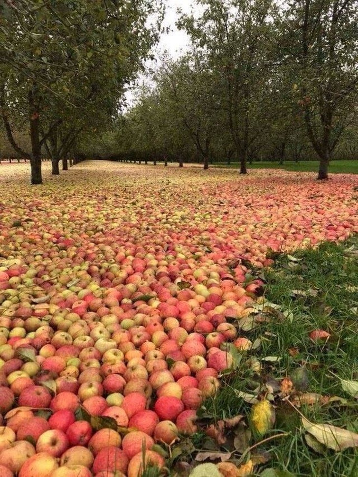 hurricane apple orchard