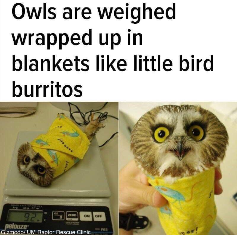 memes - owl burrito - Owls are weighed wrapped up in blankets little bird burritos 92. 240 Onoff pelouze Gizmodo Um Raptor Rescue Clinic