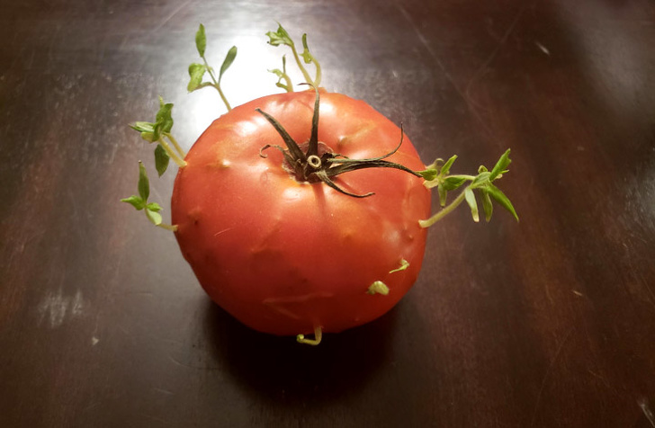 tomato seeds sprouting inside