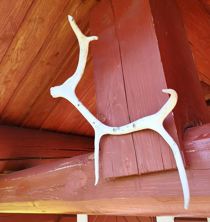 antler