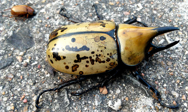 japanese rhinoceros beetle