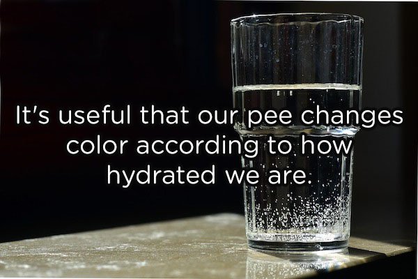 'It's useful that our pee changes color according to how 'hydrated we are...