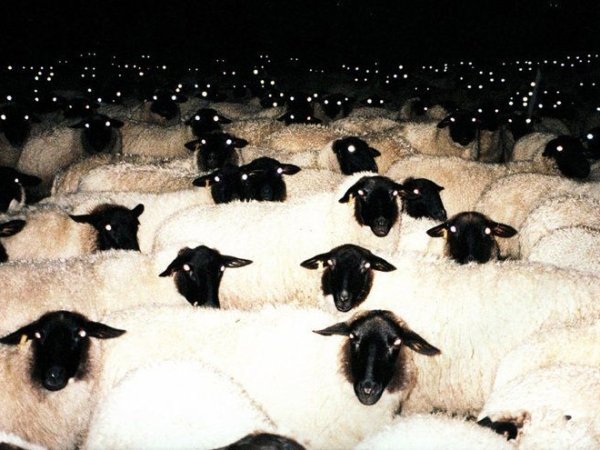 disturbing scary sheep
