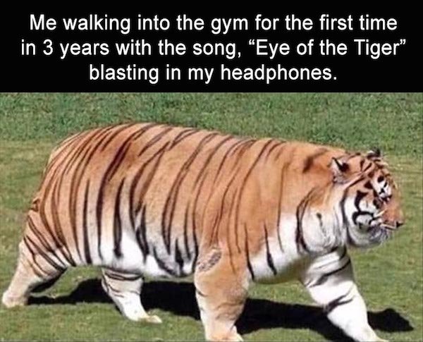 memes - absolute unit tiger - Me walking into the gym for the first time in 3 years with the song, "Eye of the Tiger blasting in my headphones.