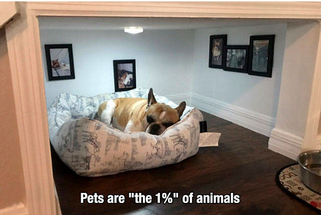 memes - dog bedrooms - Pets are "the 1%" of animals