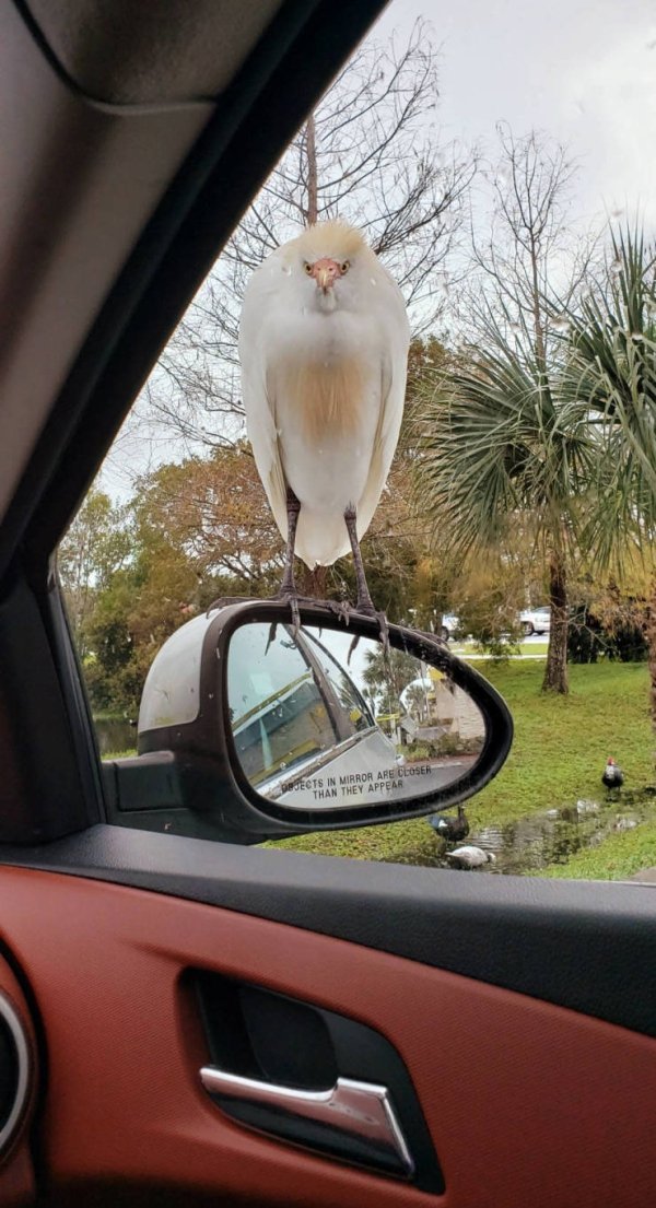 vehicle door - Ondects In Mirror Are Closer Than They Appear